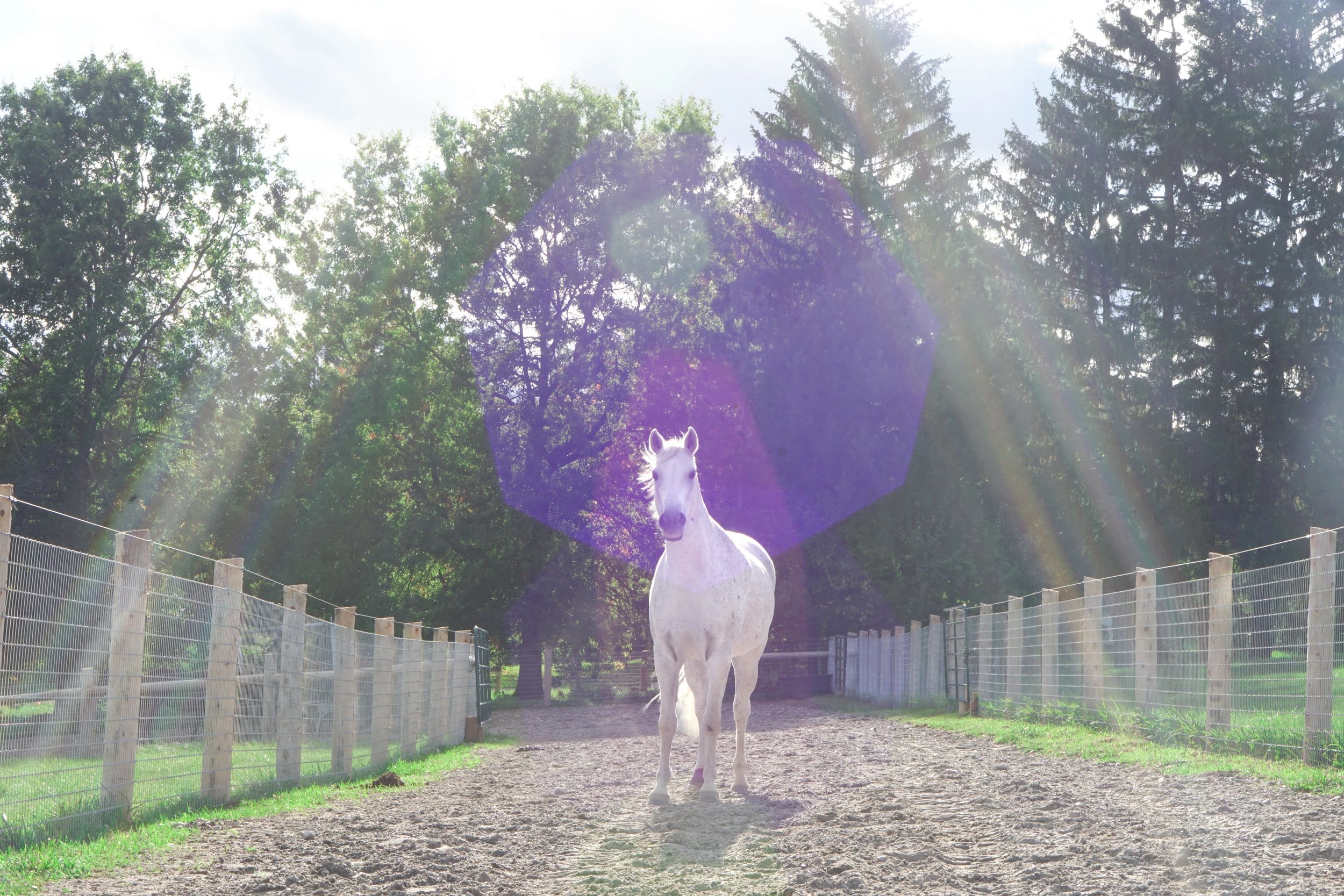 Natural Track Horse Boarding Boone Run Equestrian